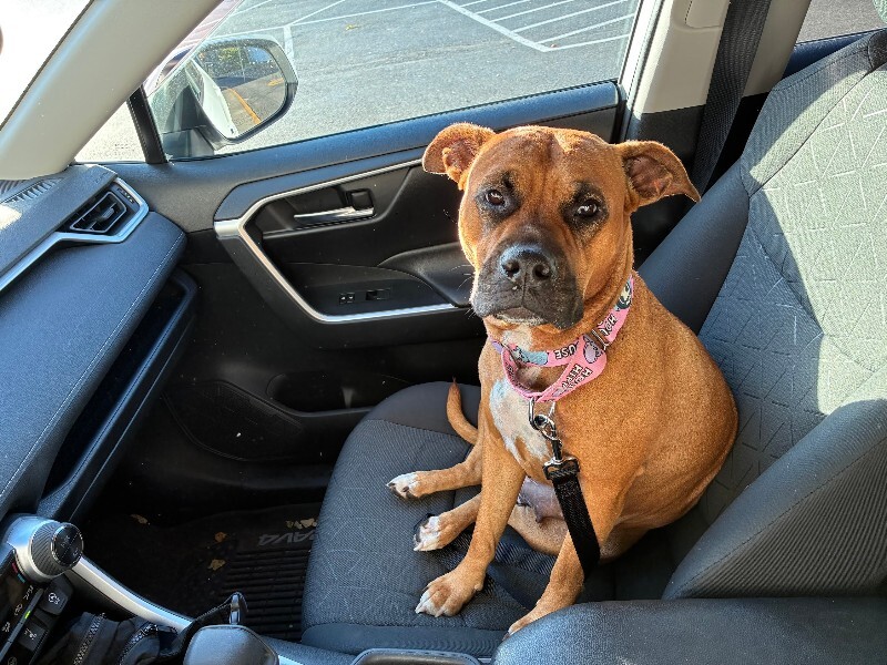 View Marcia Brady the Dog Photo #6