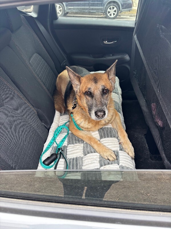 View Duckie the Dog Photo #4