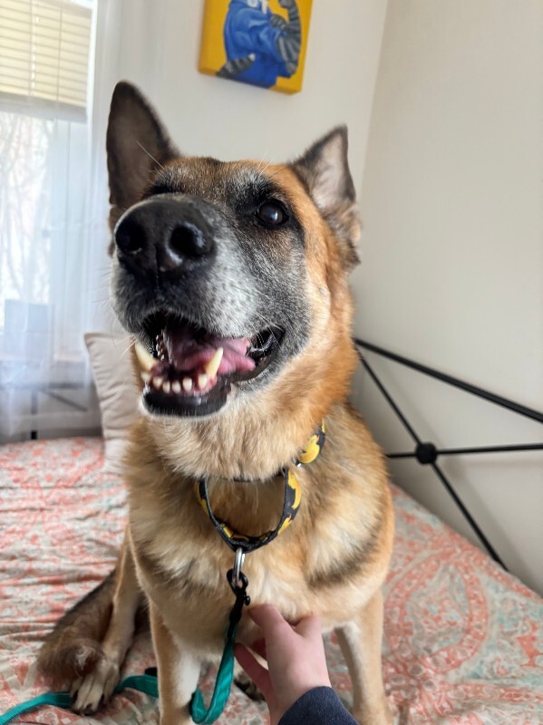 View Duckie the Dog Photo #7