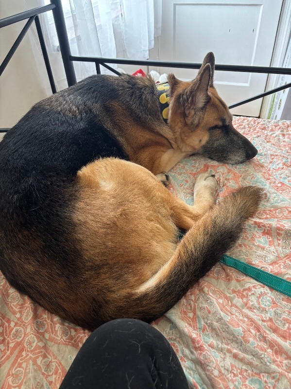 View Duckie the Dog Photo #3