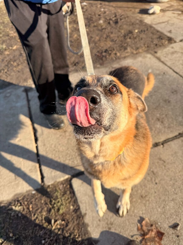 View Duckie the Dog Photo #3