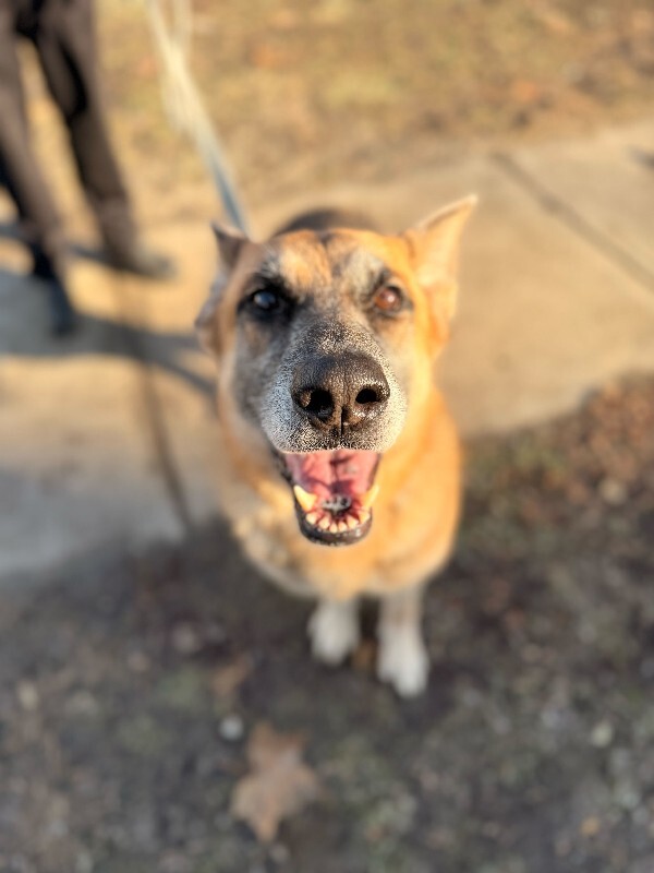 View Duckie the Dog Photo #2