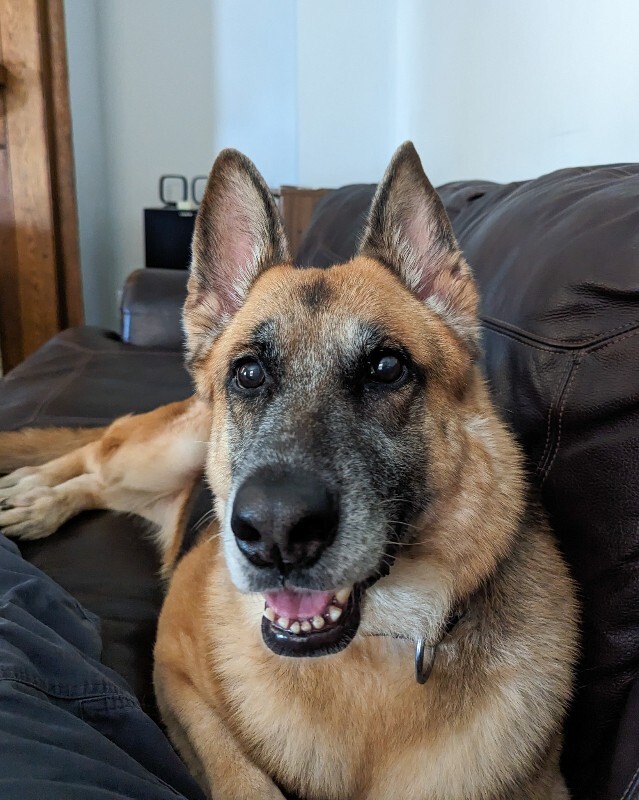 View Duckie the Dog Photo #2