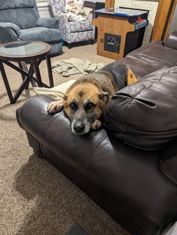 View Duckie the Dog Photo #13