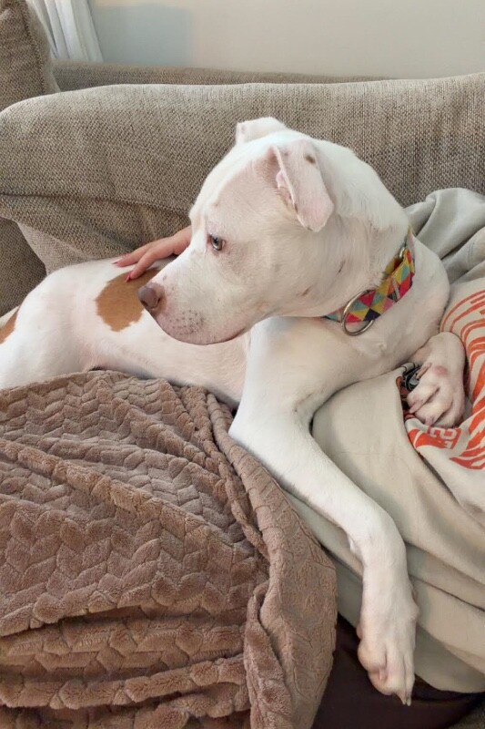 View Murata the Dog Photo #9