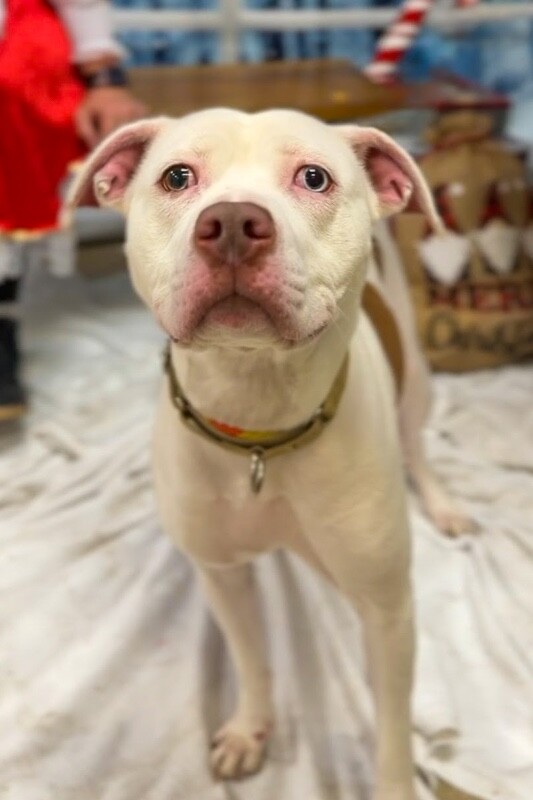 View Murata the Dog Photo #7