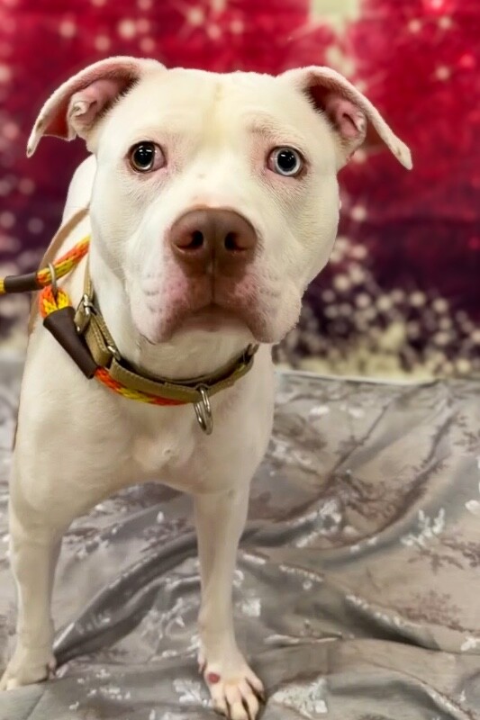 View Murata the Dog Photo #11