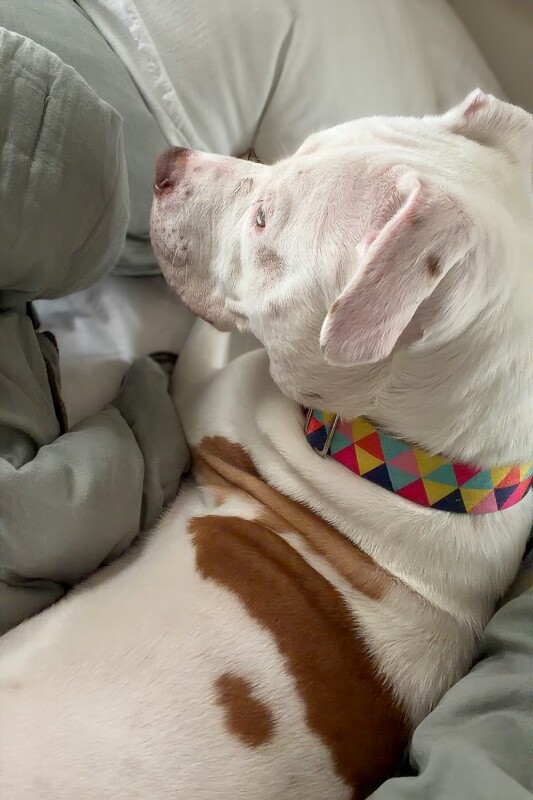 View Murata the Dog Photo #13