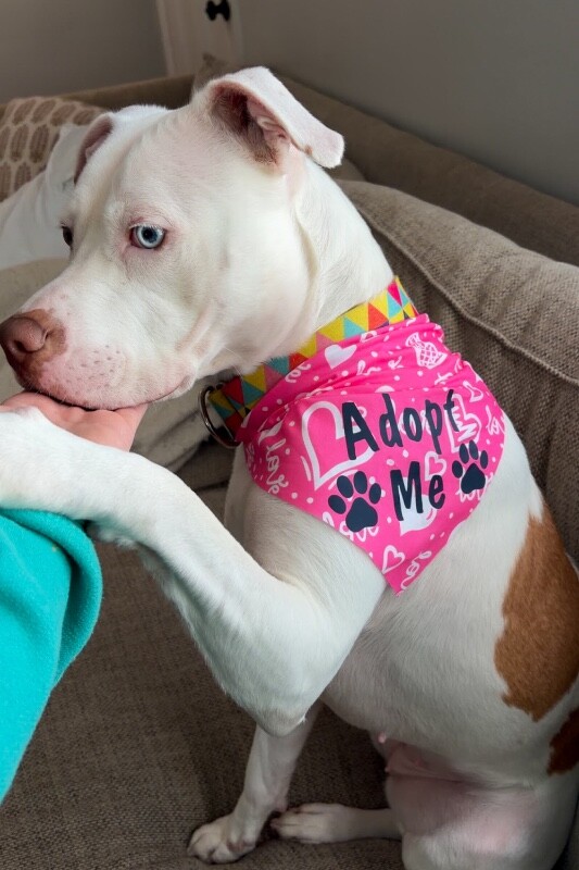 View Murata the Dog Photo #4