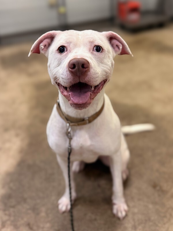 View Murata the Dog Photo #3