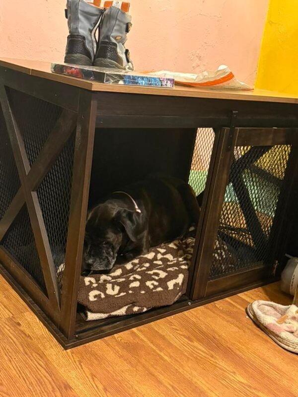 View Lydia the Dog Photo #6