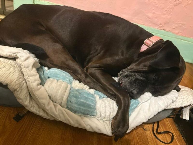 View Lydia the Dog Photo #5