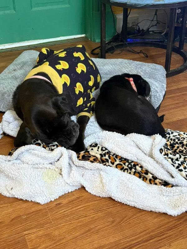 View Lydia the Dog Photo #4