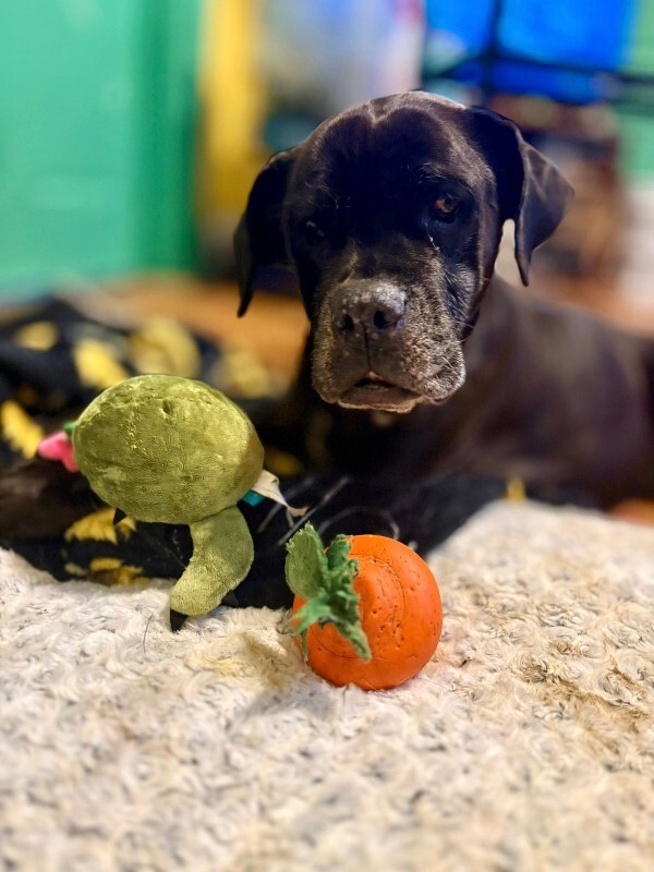 View Lydia the Dog Photo #2