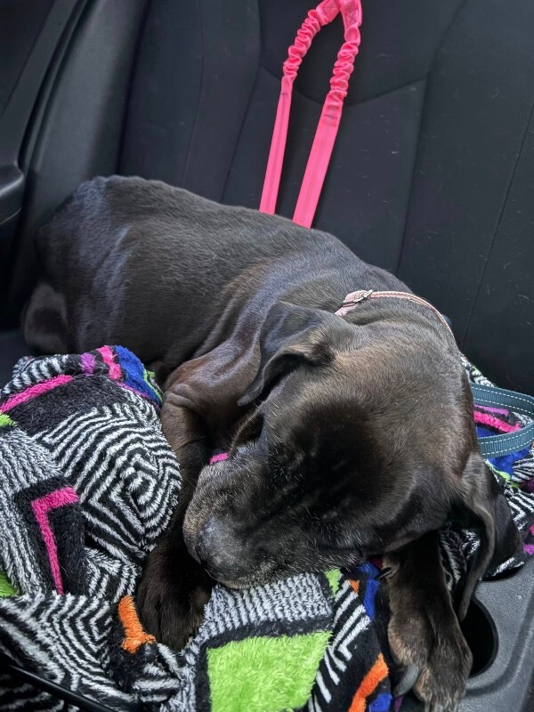 View Lydia the Dog Photo #7