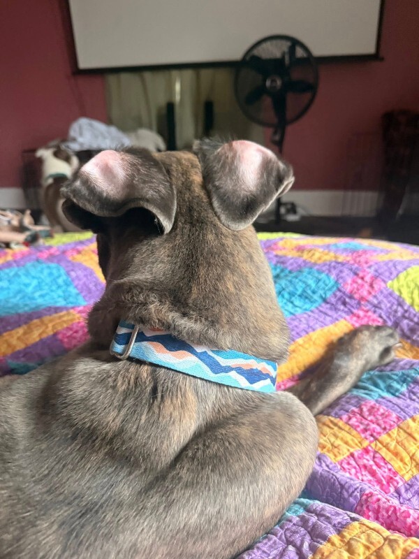 View Starburst the Dog Photo #7