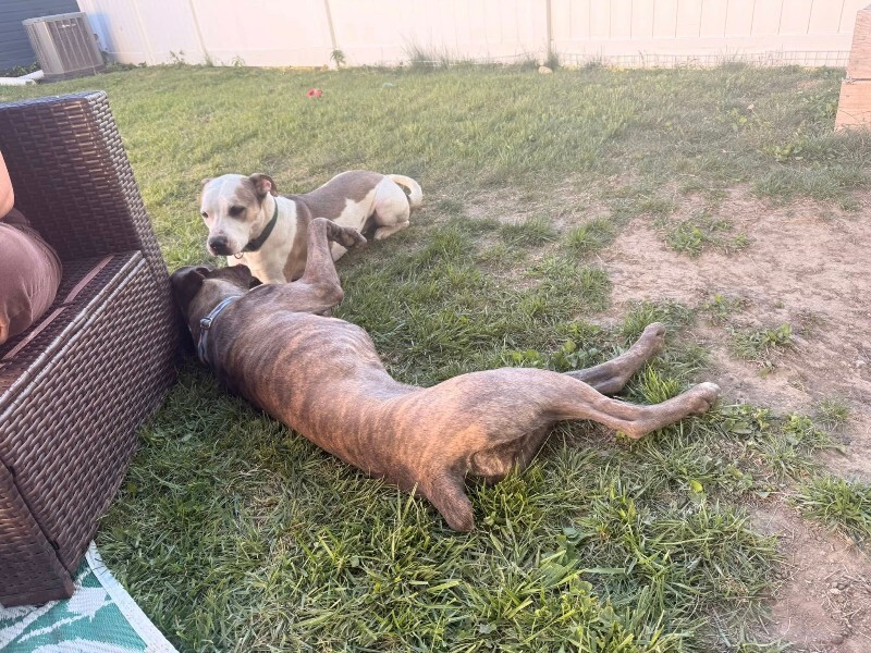 View Starburst the Dog Photo #3