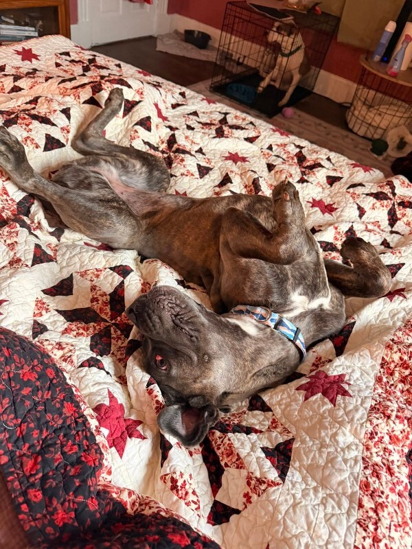 View Starburst the Dog Photo #6