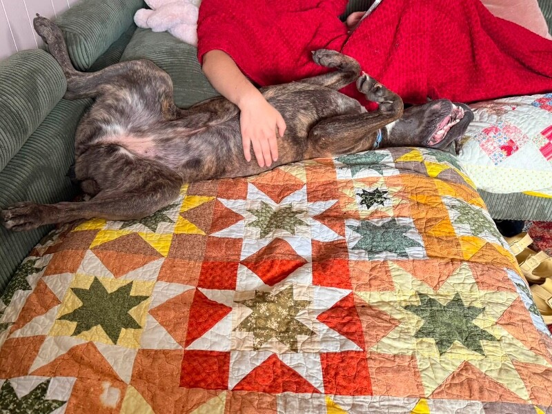 View Starburst the Dog Photo #10
