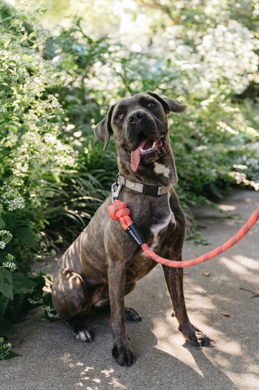 Learn More About Starburst Starburst - Dog