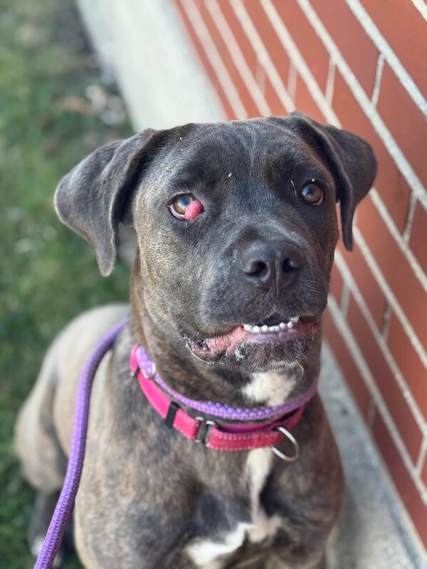 View Starburst the Dog Photo #8