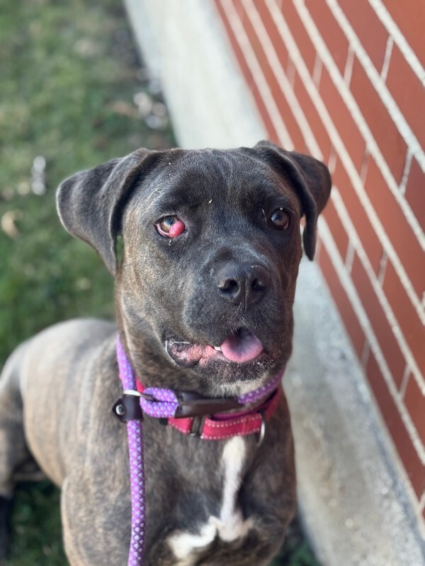 View Starburst the Dog Photo #2