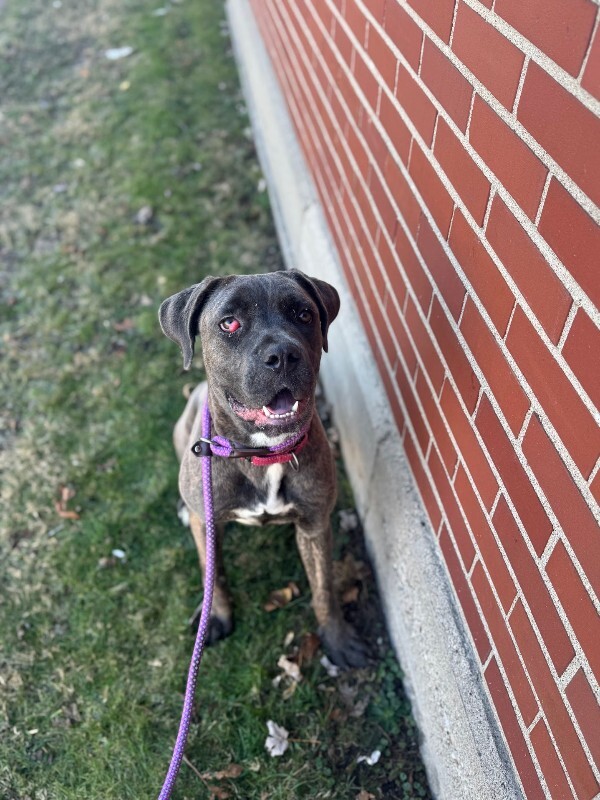 View Starburst the Dog Photo #10