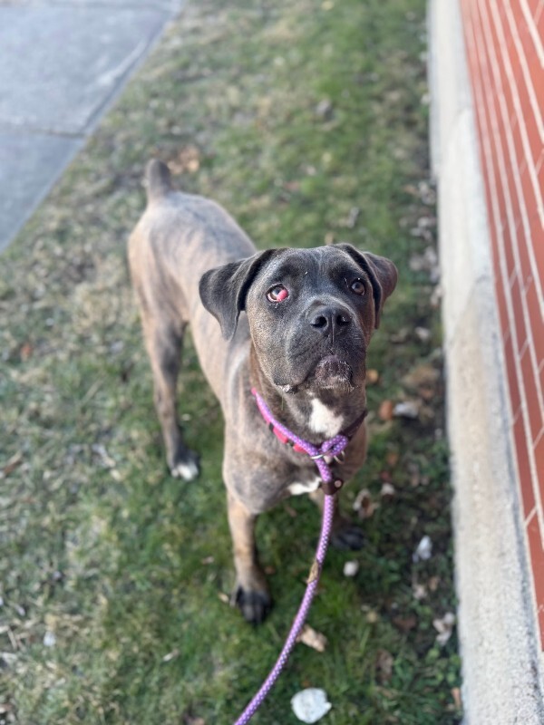 View Starburst the Dog Photo #3