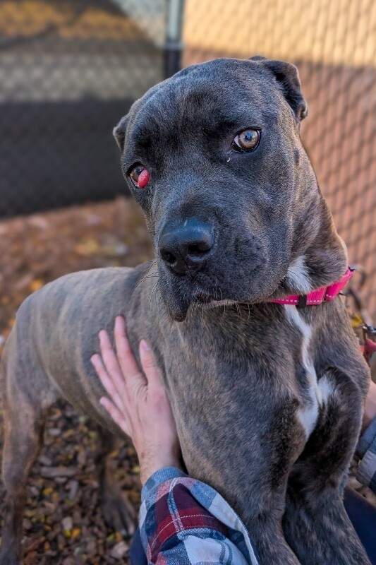 View Starburst the Dog Photo #6