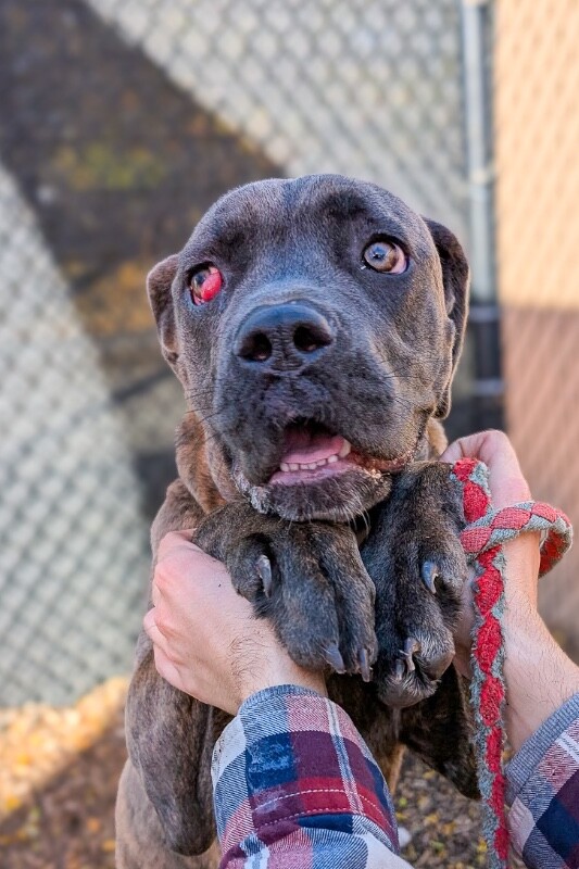 View Starburst the Dog Photo #5