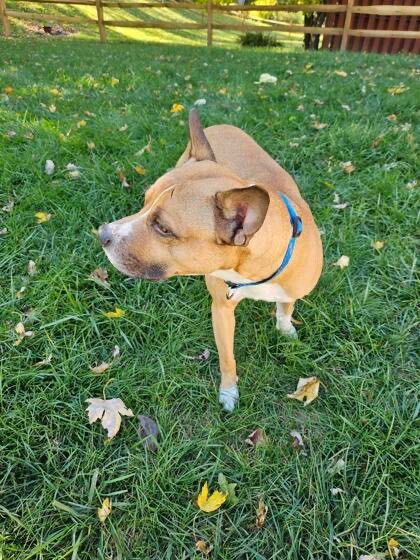 Learn More About this dog 7d1c5519 a7b8 49fd 8576 8face47065fe