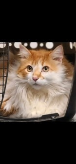 Learn More About this cat 424bfbf4 64c2 45c8 90fd 59dc1e2cfc1c tn1