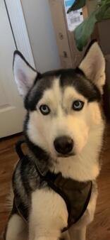 Learn More About this dog fcc7dfff b00a 4692 bdc1 9e6db811ae69 tn1