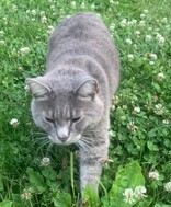 Learn More About this cat 0c1e0123 f9c5 4a18 841b beca981f27e2 tn1