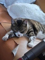 Learn More About this cat 5707cd23 2d9a 4d3f 9ae8 6962bfbccae2 tn1