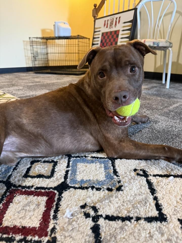 View Vinnie the Dog Photo #2