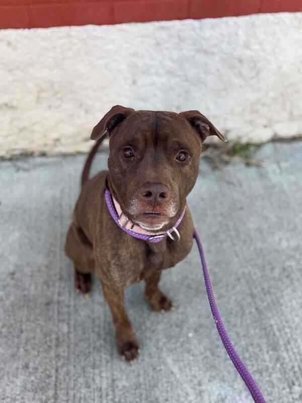 View Vinnie the Dog Photo #5