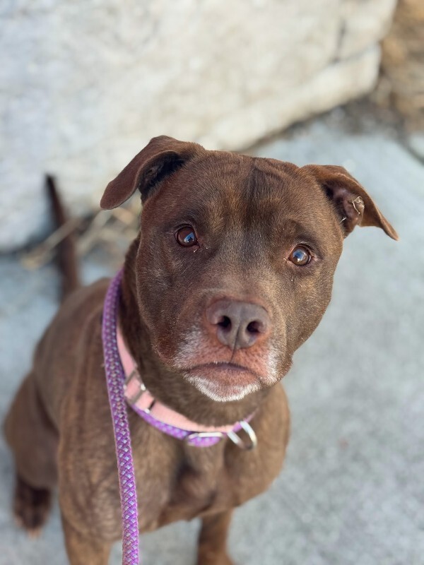 View Vinnie the Dog Photo #2