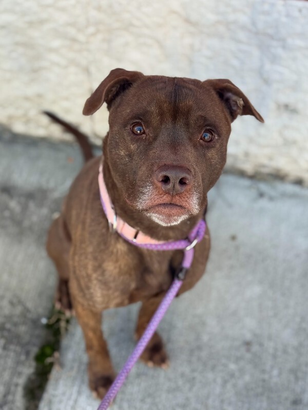 View Vinnie the Dog Photo #6