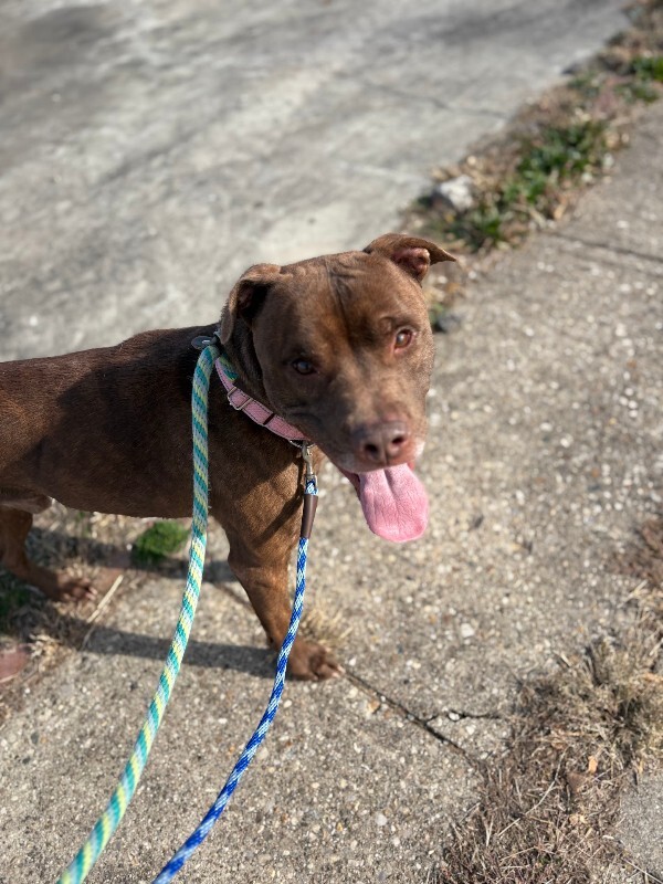 View Vinnie the Dog Photo #4