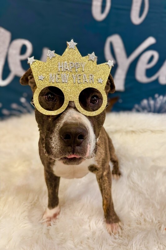 View Ginseng the Dog Photo #2