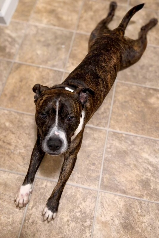 View Ginseng the Dog Photo #15