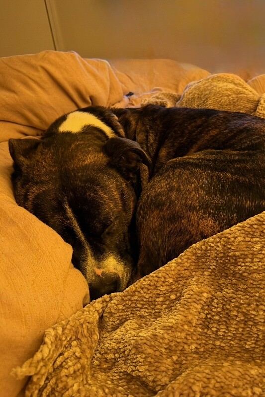 View Ginseng the Dog Photo #16