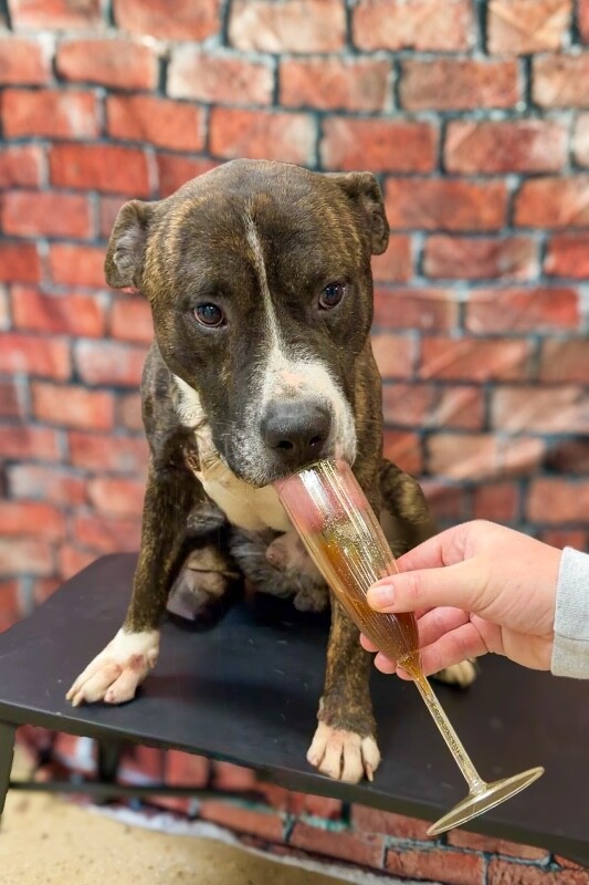 View Ginseng the Dog Photo #3