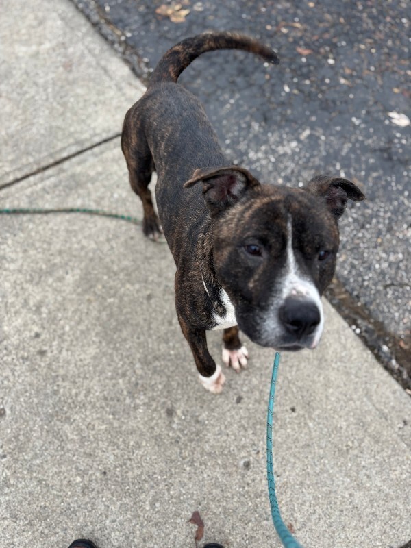 View Ginseng the Dog Photo #7