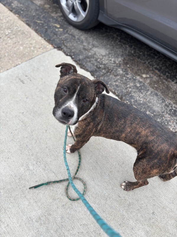 View Ginseng the Dog Photo #9