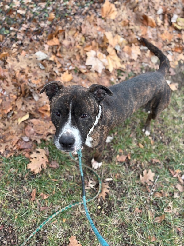 View Ginseng the Dog Photo #8