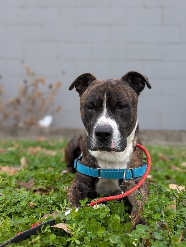 View Ginseng the Dog Photo #4