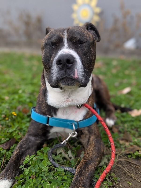 View Ginseng the Dog Photo #5