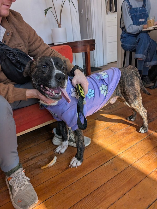 View Ginseng the Dog Photo #3